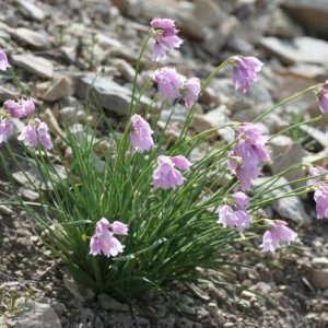 Лук нарциссоцветный