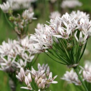 Лук пахучий