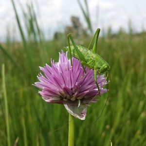 Лук скорода