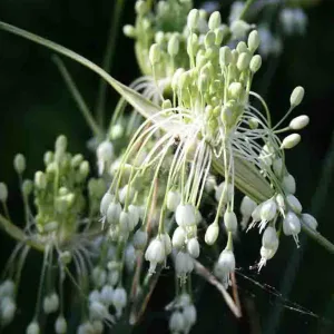 Лук килеватый хорошенький f. album