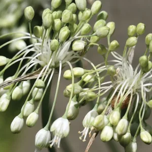 Лук килеватый хорошенький f. album