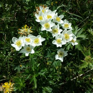 Анемона нарциссоцветковая