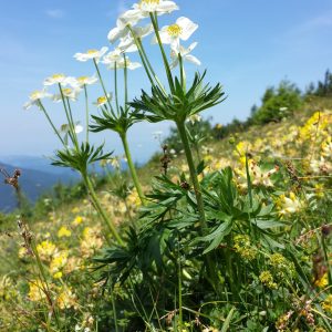 Анемона нарциссоцветковая