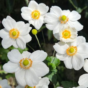 Анемона хубэйская