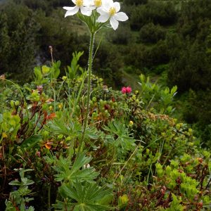 Анемона пучковатая