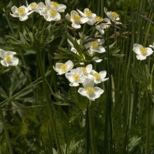 Анемона пучковатая