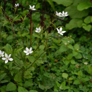 Анемона приречная