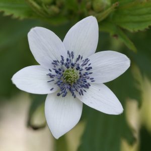 Анемона приречная