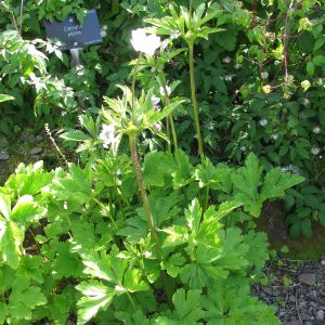 Анемона приречная