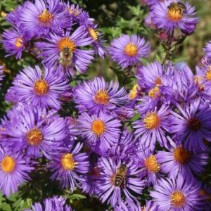 Астра ново-английская