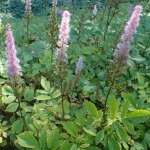 Астильба китайская