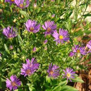 Астра ромашковая "Rudolf Goethe"