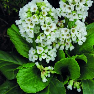 Бадан сердцелистный "Snowtime"