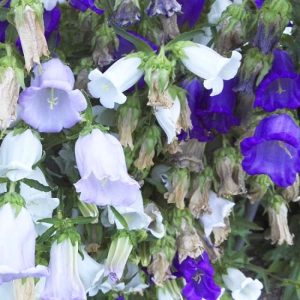 Колокольчик средний "Double Mixture"