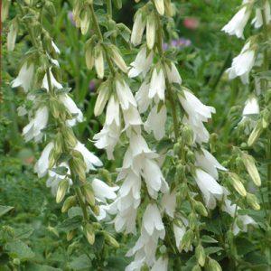 Колокольчик чесночницелистный