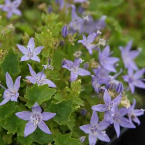 Колокольчик карликовый