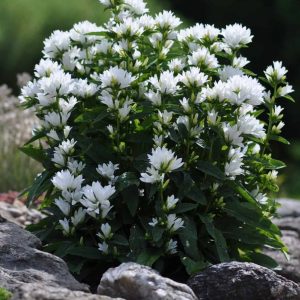 Колокольчик скученый "Bellefleur White"(R)"