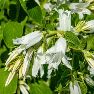 Колокольчик Такесима "Alba"