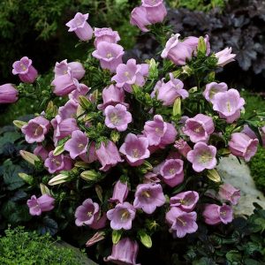 Колокольчик средний "Rosepink single"