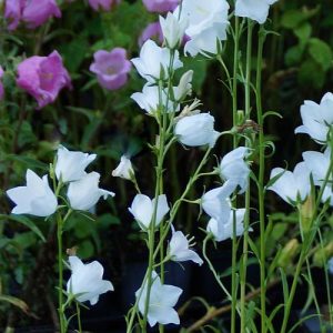 Колокольчик персиколистный "Grandiflora Alba"
