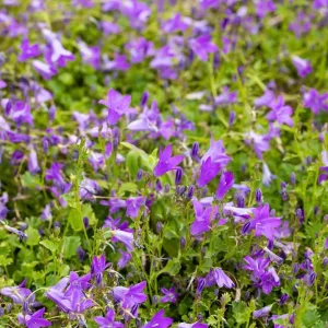 Колокольчик Портеншлага