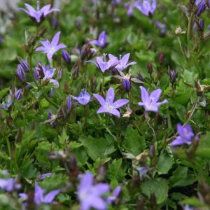 Колокольчик Пожарского