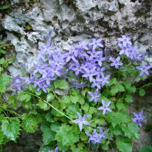 Колокольчик продырявленный