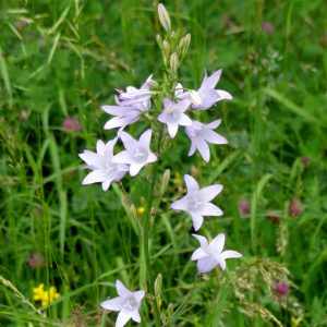 Колокольчик раскидистый