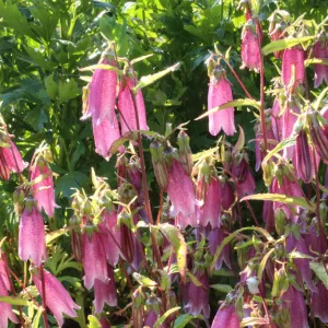 Колокольчик точечный f. rubriflora