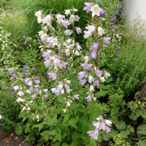 Колокольчик крапиволистный "Flore Pleno Mix"