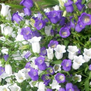 Колокольчик средний "Double Mixture"