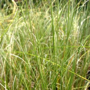 Осока Буханана "Green Twist"