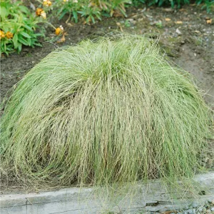 Осока беловатая "Frosted Curls"