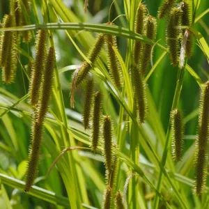 Осока висячая