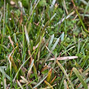 Осока Берггрена