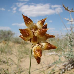 Осока вздувающаяся