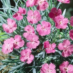 Гвоздика серовато-голубая "Grandiflorus"