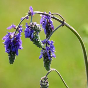 Шалфей поникающий