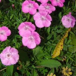 Гвоздика блестящая