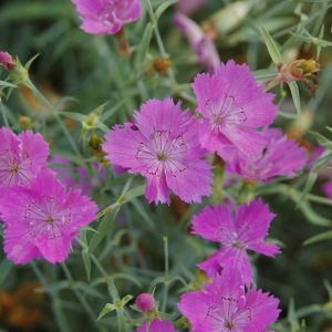 Гвоздика амурская