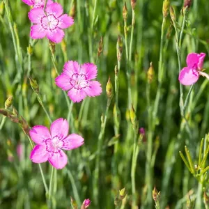 Гвоздика травянка "Roseus"