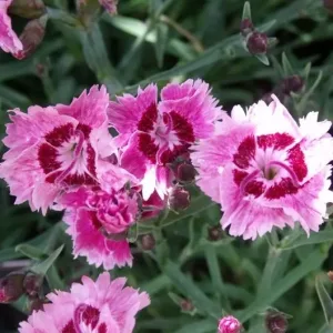 Гвоздика серовато-голубая "Rosafeder"