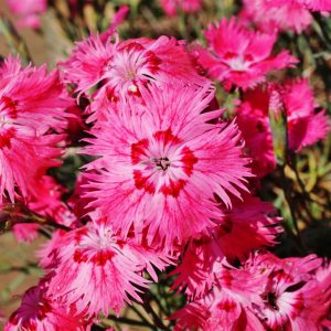 Гвоздика серовато-голубая "Grandiflorus"