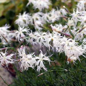 Гвоздика скальная ssp. noeanus