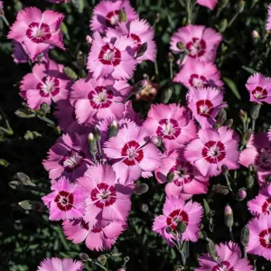 Гвоздика серовато-голубая "Rosafeder"