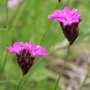 Гвоздика картузианская