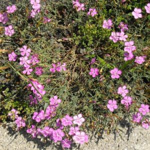 Гвоздика белоусовая