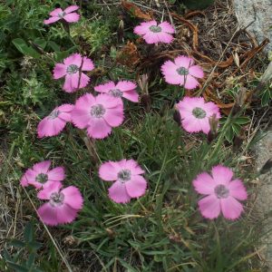 Гвоздика павлинья