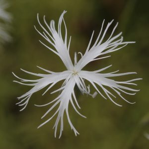 Гвоздика скальная