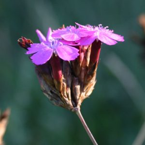 Гвоздика понтедерская